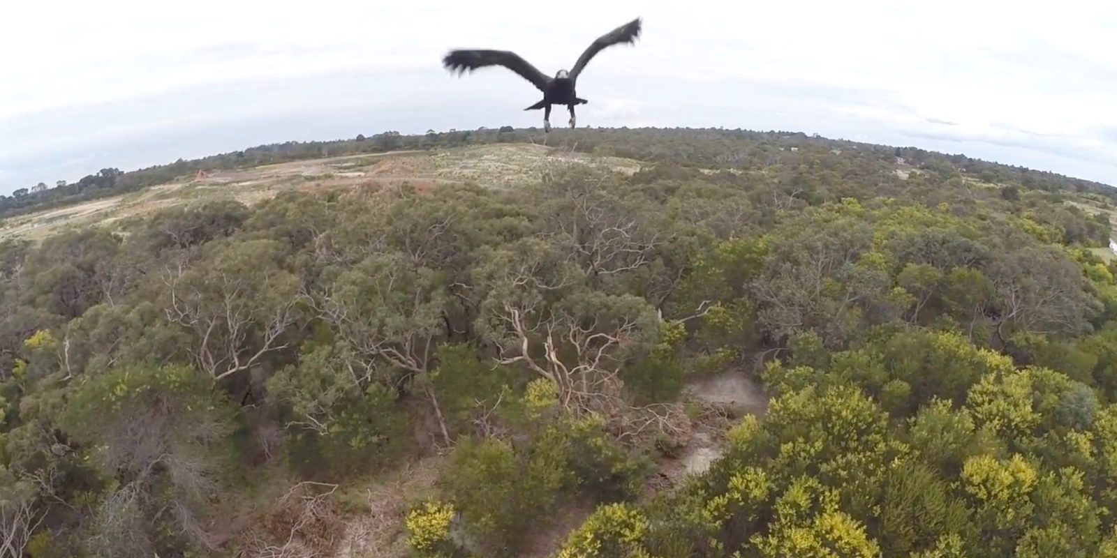 $80,000 drones ripped out of the sky by Australian wedge-tailed eagles