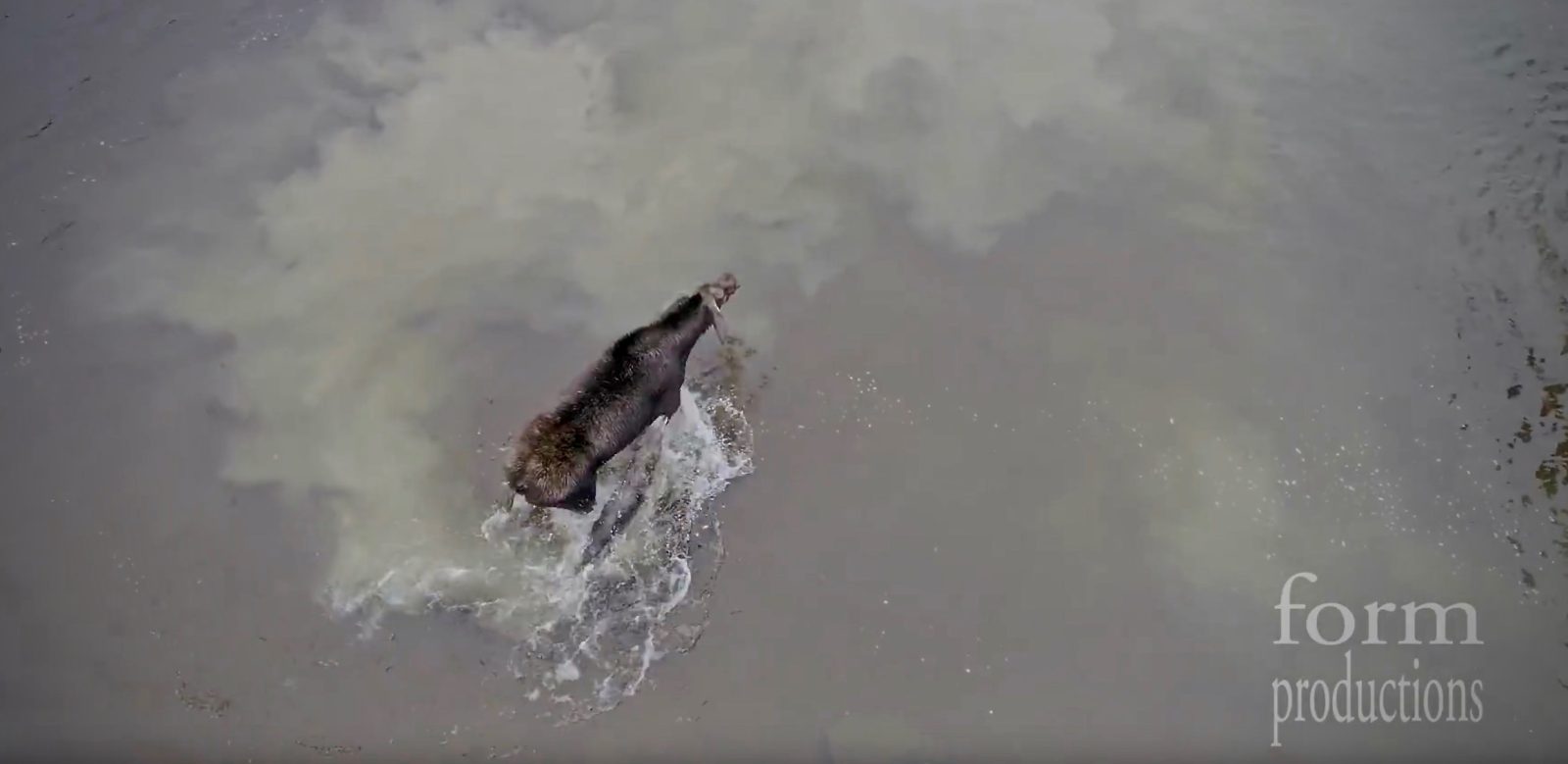 DJI Phantom 4 Pro drone captures moose fighting off a wolf in northern Ontario [video] (0)