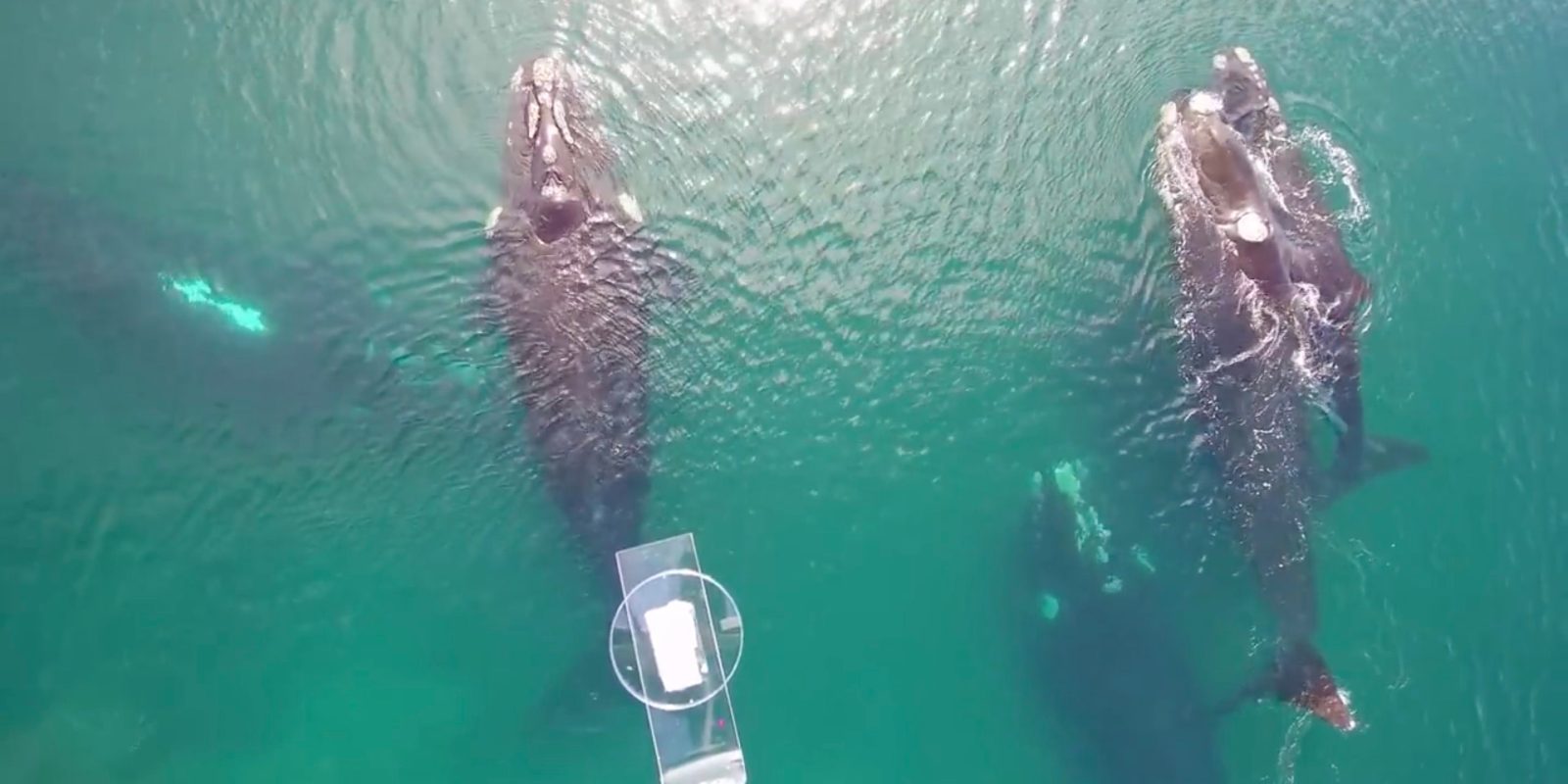 Marine biologists use DJI Inspire to collect whale snot
