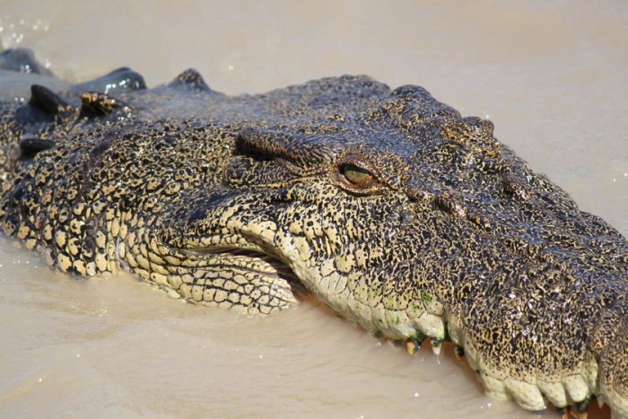 Drone to police the beaches in Queensland after crocodile attacks 2