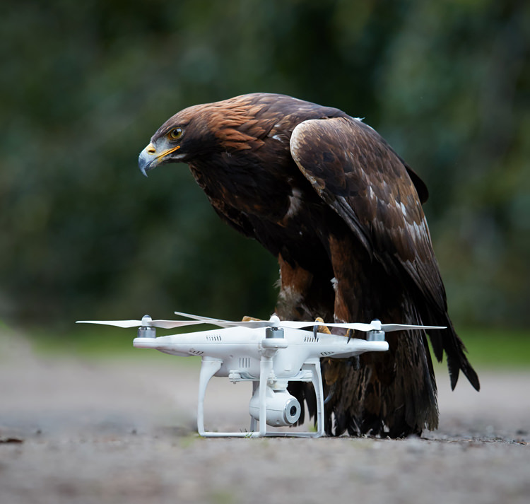 Dutch police halts use of eagles to intercept drones