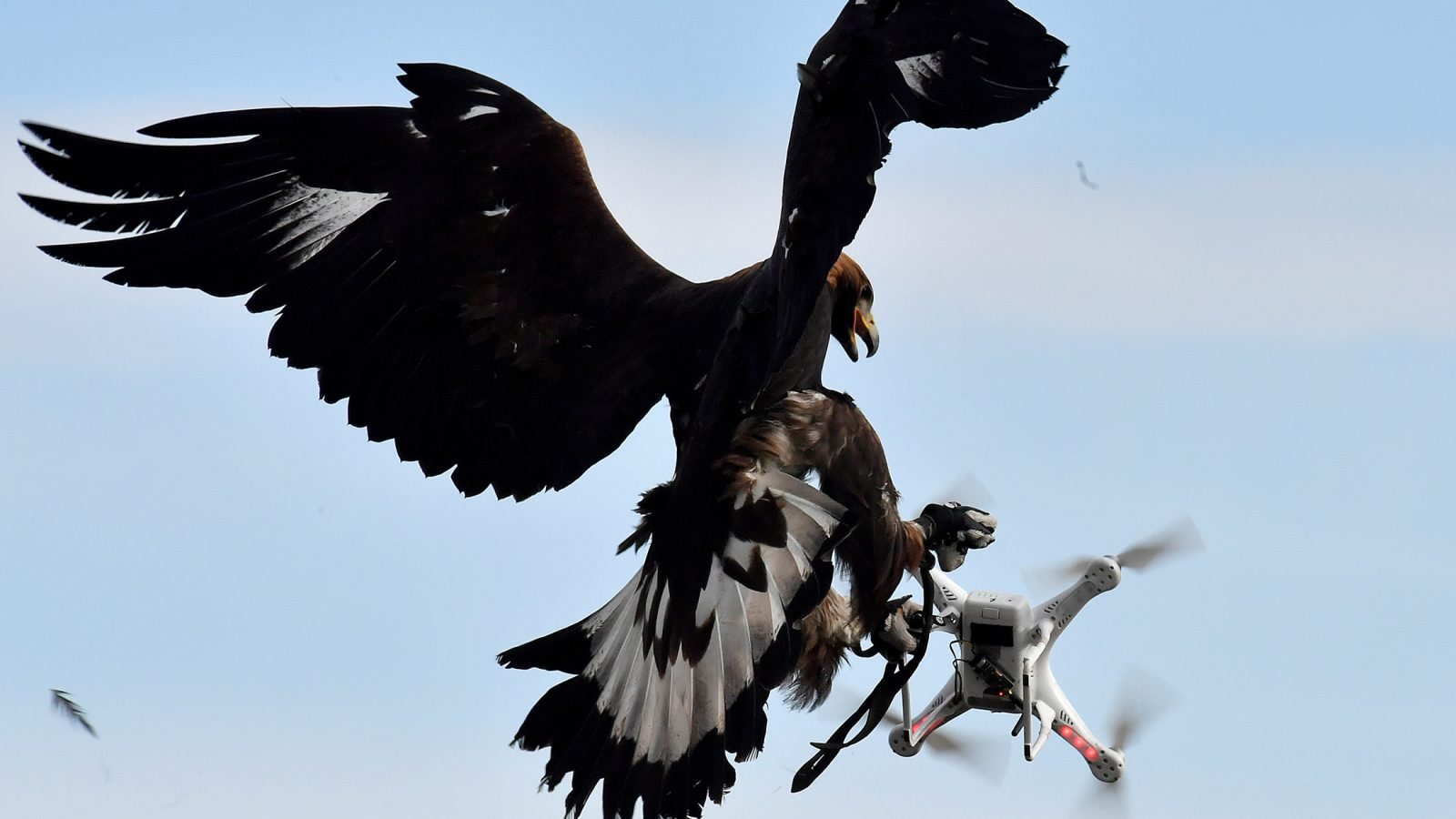 TO GO WITH AFP STORY BY PHILIPPE BERNES-LASSERRE A royal eagle catches a drone during flight during a military exercise at the Mont-de-Marsan airbase, southwestern France, on February 10, 2017. As malicious or poorly controlled drones are becoming more and more a security threat, the French army explores all options for defence. They train royal eagles for six months at the airbase to chase drones. / AFP / GEORGES GOBET (Photo credit should read GEORGES GOBET/AFP/Getty Images)