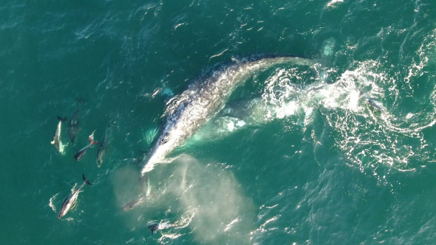 Gray whales and dolphins are playing together off the Dana Point Headlands and luckily a drone was in the air to capture it all. The whales are on their northbound migration to Alaska where they spend their summers.