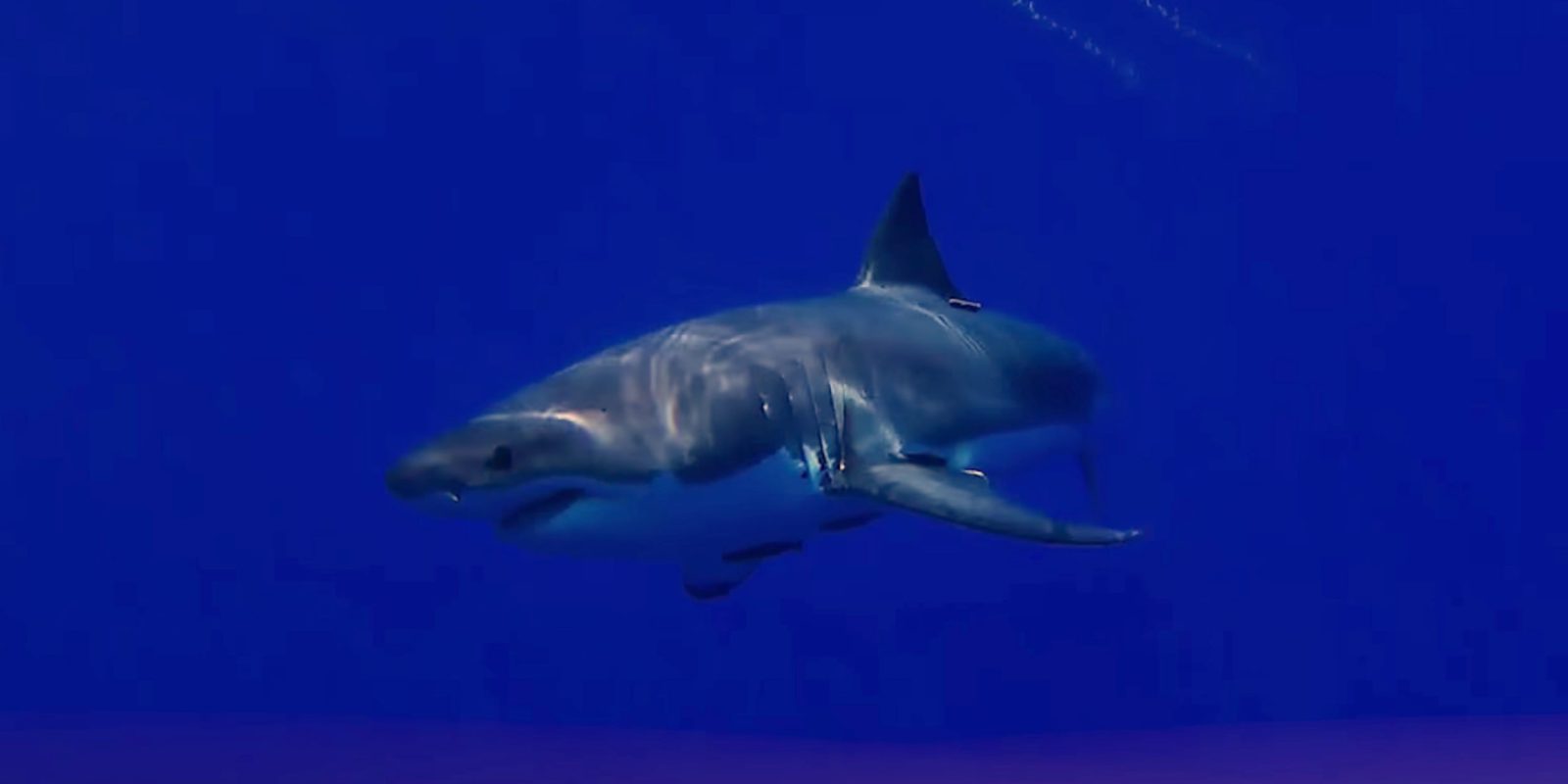 Great white shark attacks Trident submarine drone at Isla de Guadalupe, Mexico [video]