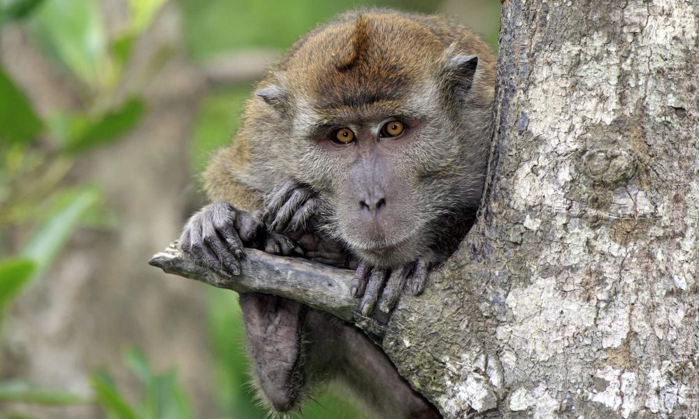 This unusual form of malaria was previously only found in the macaque population