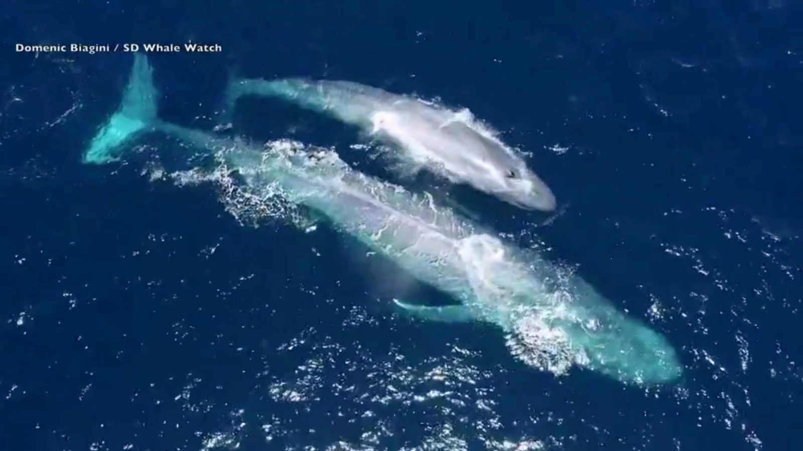 Spectacular drone footage of a blue whale mother and her calf