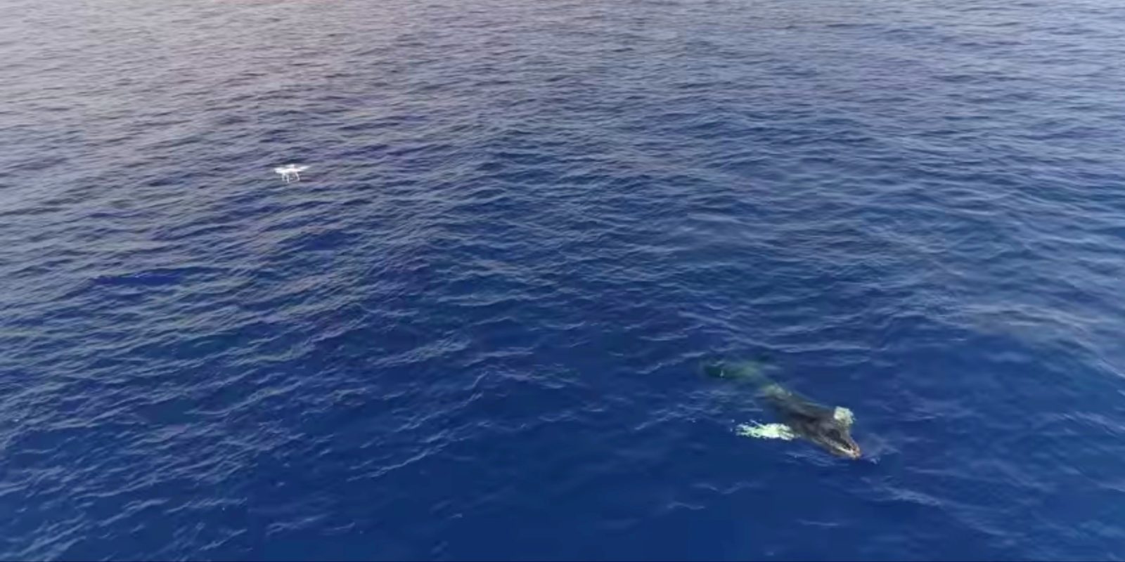 Drones are a valuable tool in freeing whales from lines and fishing nets
