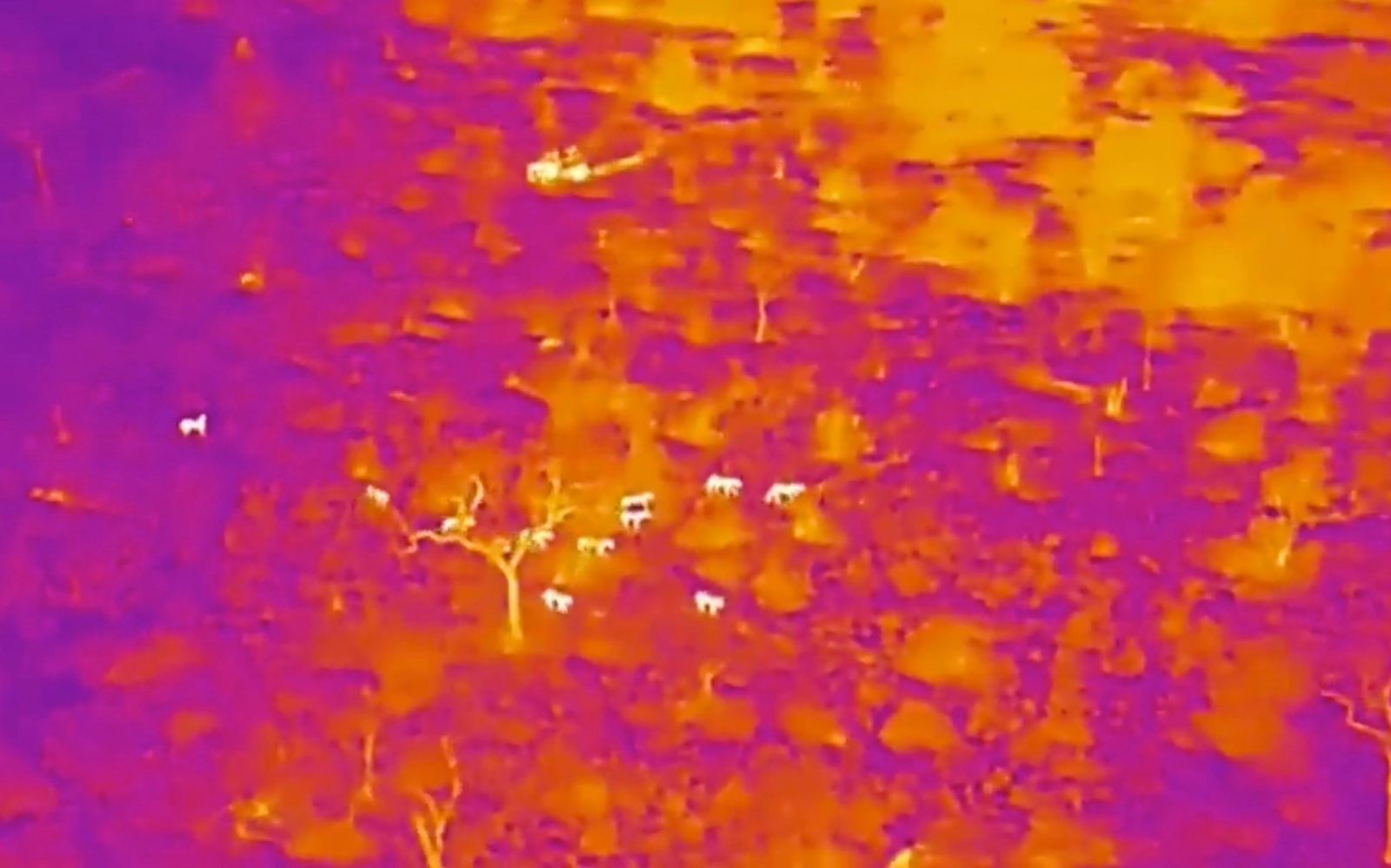 A thermal drone shows the Nkuhuma Pride of lions hunt at night in Kruger National Park