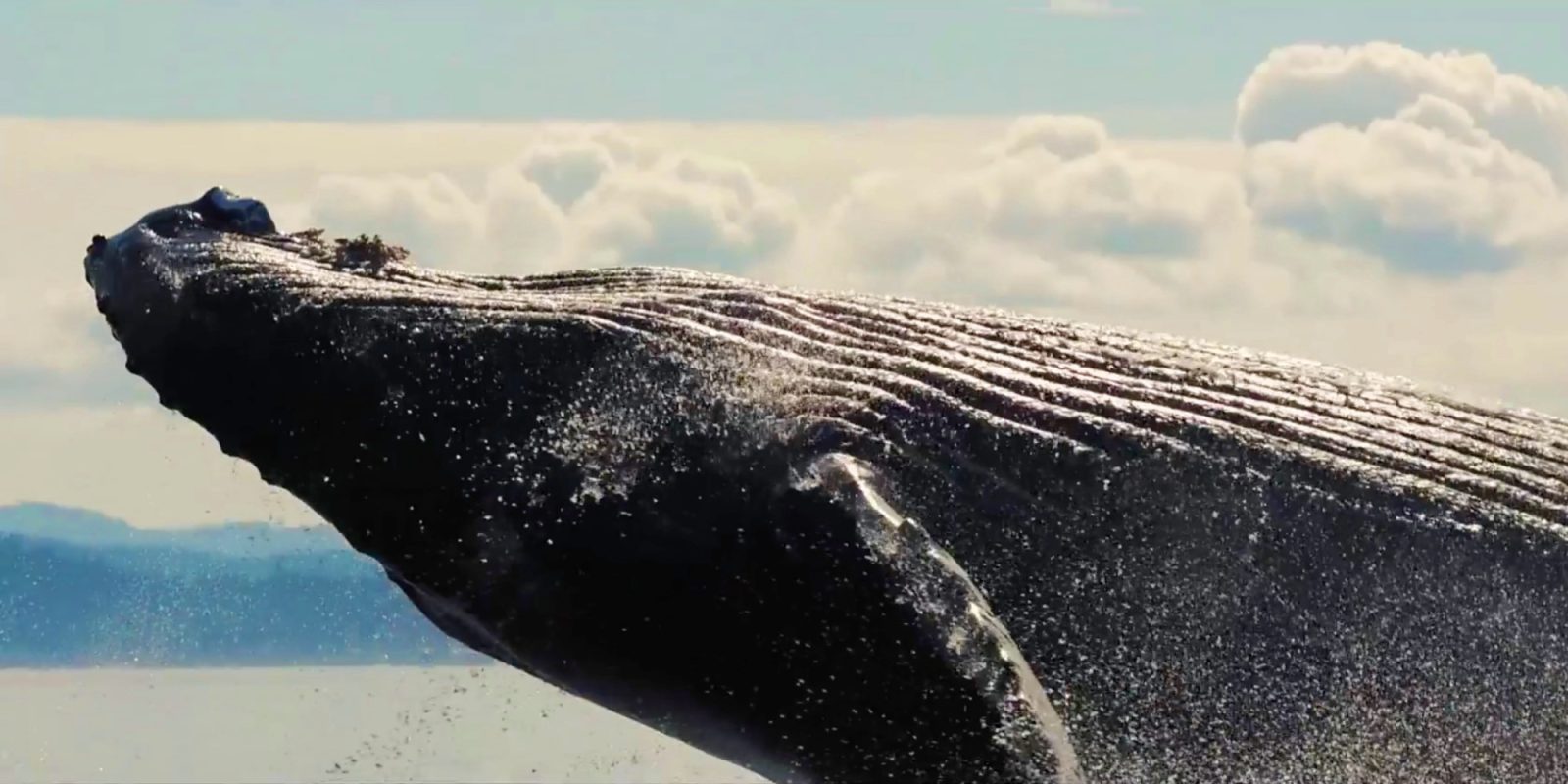 Ocean Alliance's SnotBot drone (DJI Inspire) is changing the way we see and study whales