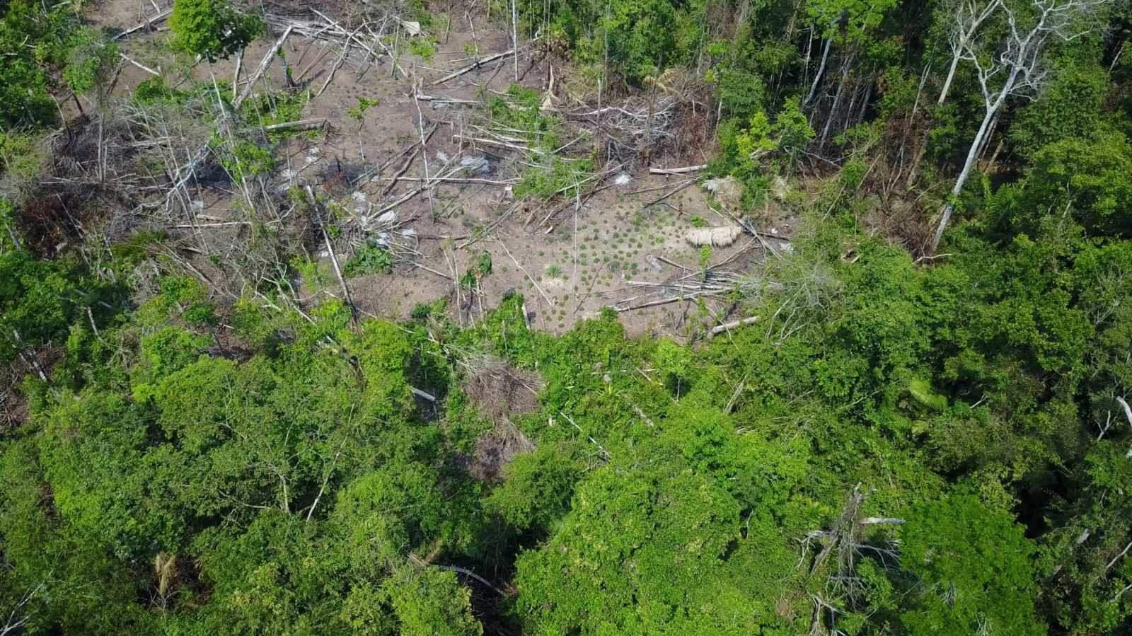 Brazilian government dept. Funai releases drone footage of isolated tribe