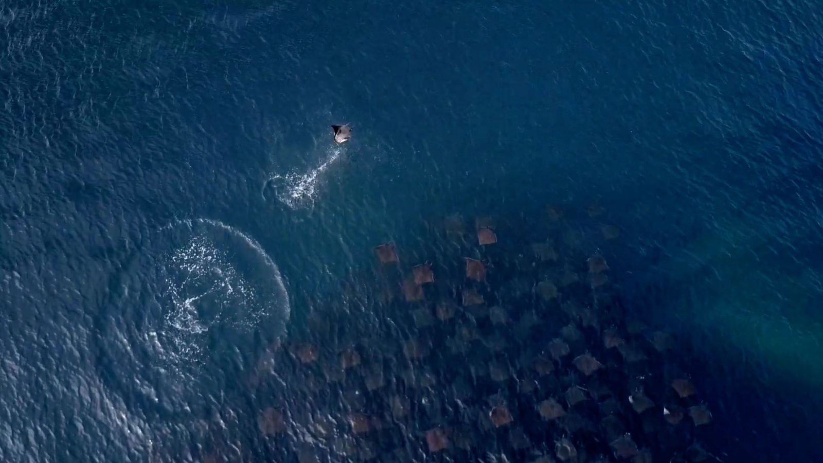 DroneRise - Mavic Pro captures flying Mobulas in the Sea of Cortes