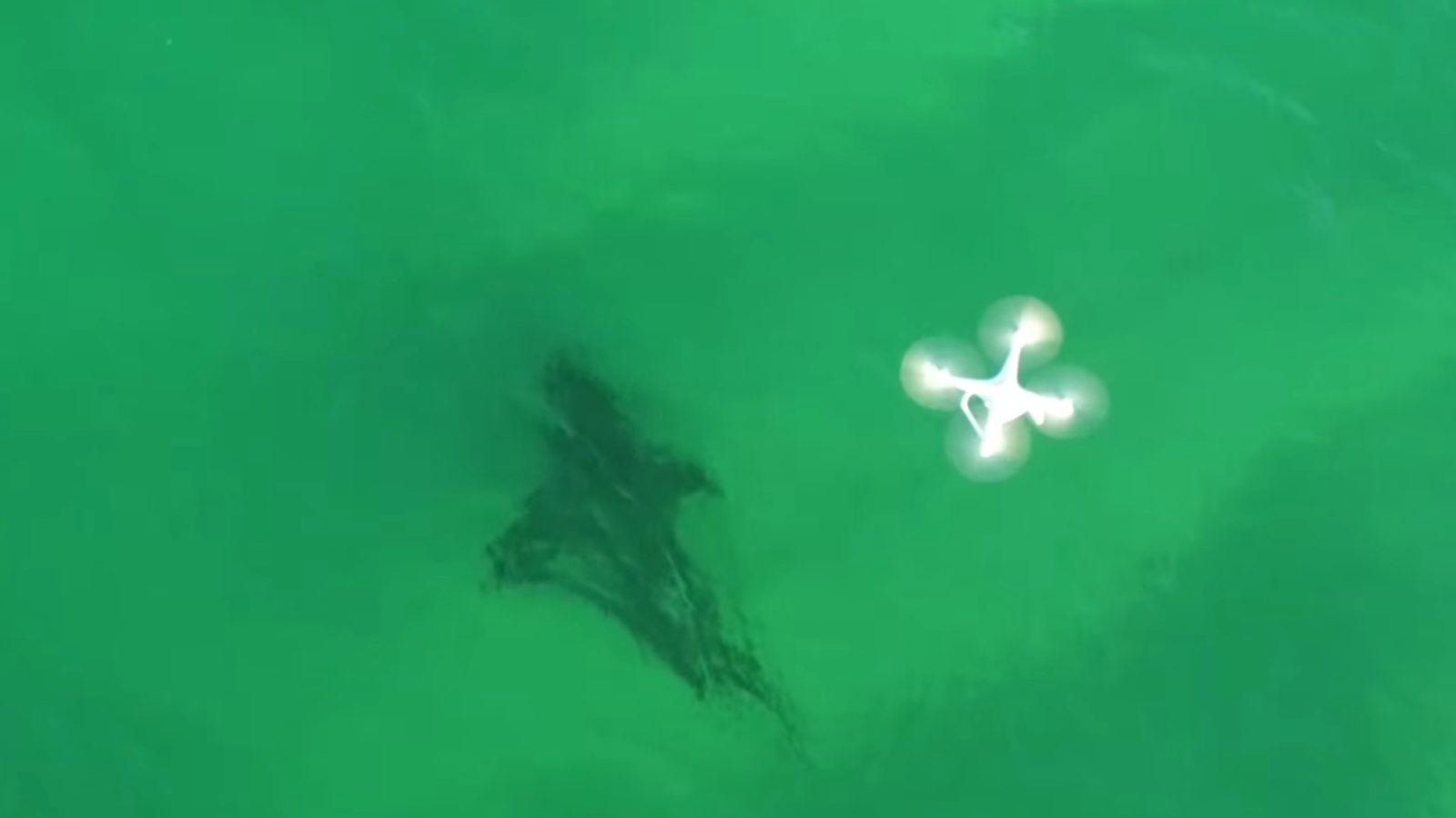 Australian scientists are testing drones to study sharks and to use as a safety device