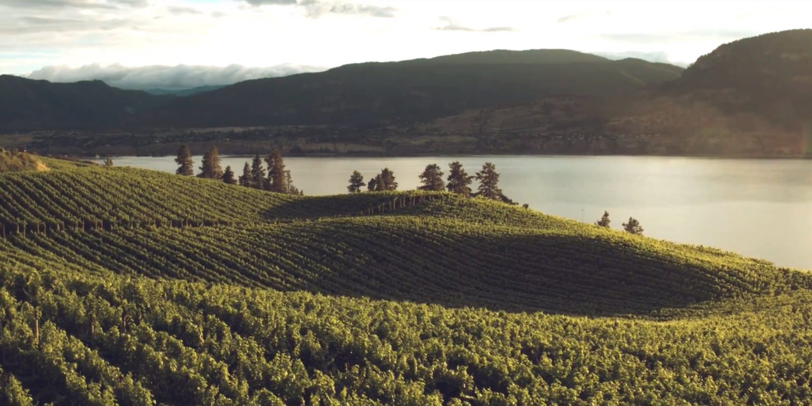 DroneRise - DJI Spark and iPhone 8 Plus used to create cinematic video of Okanagan vineyards