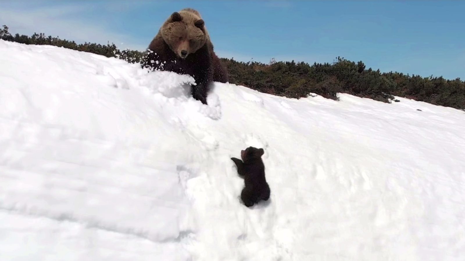 Experts comment on viral bear video captured with a drone