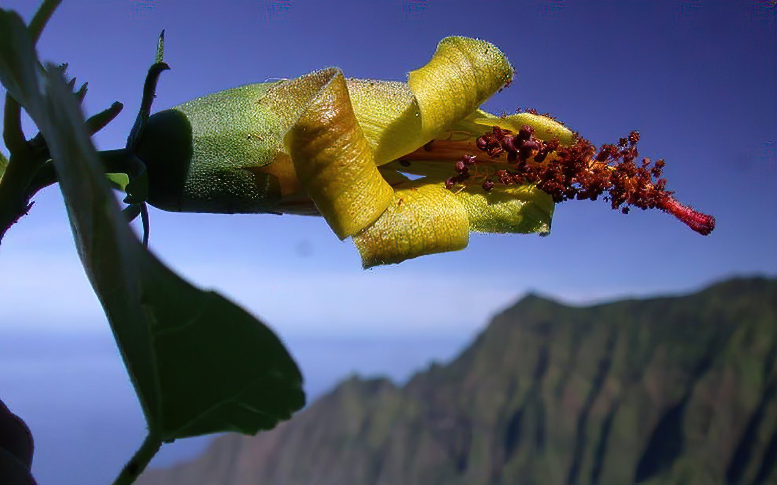 Researchers equipped with drone tech rediscover an extinct flower