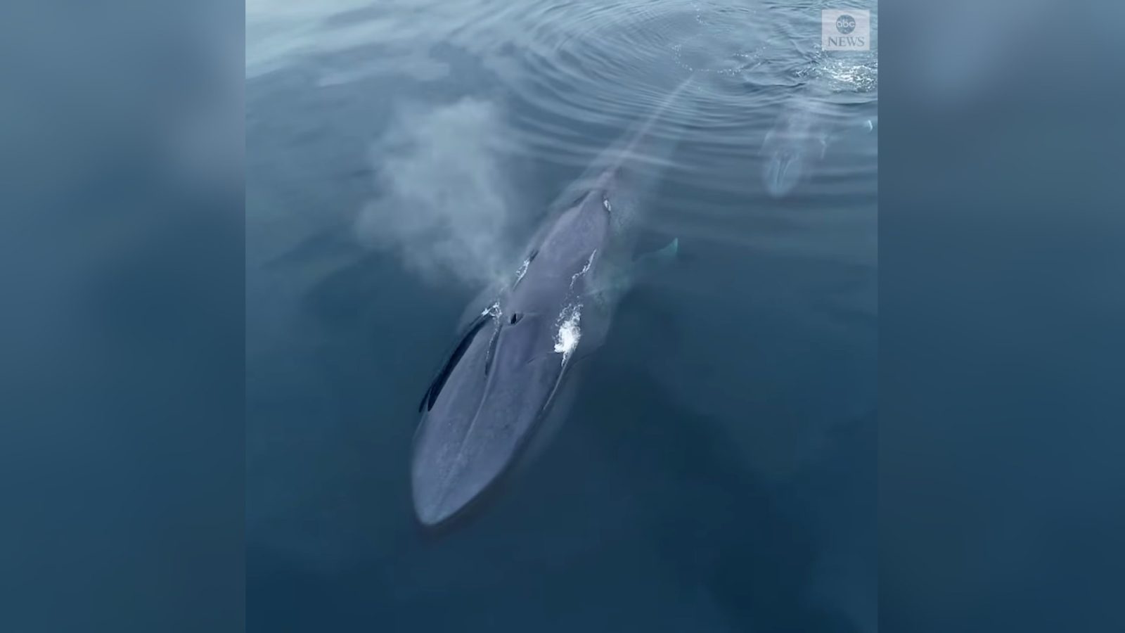Drone captures rare blue whale and calf off coast of San Diego, Calif.