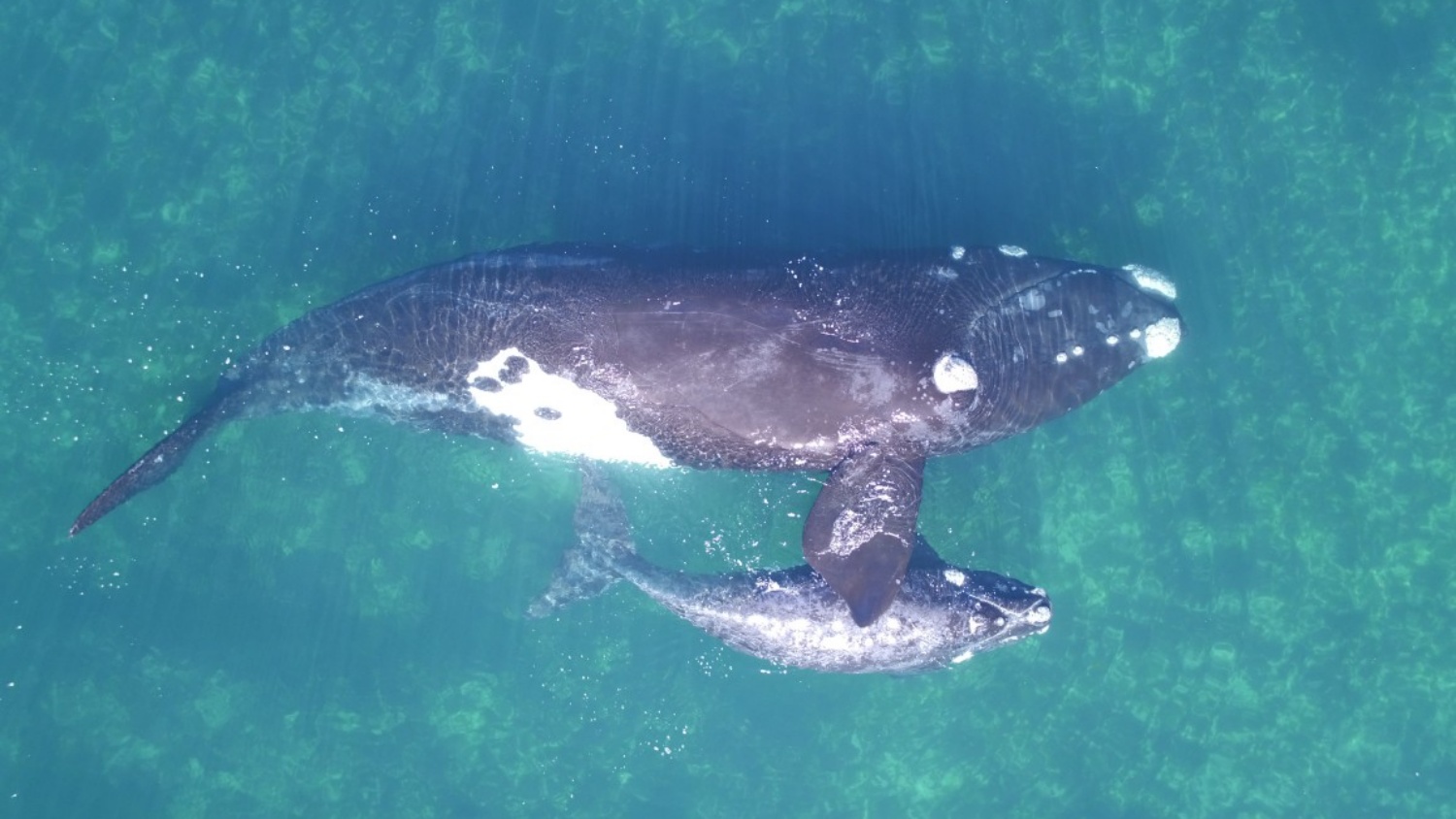 DJI Inspire 1 drone used to 'weigh' whales from above