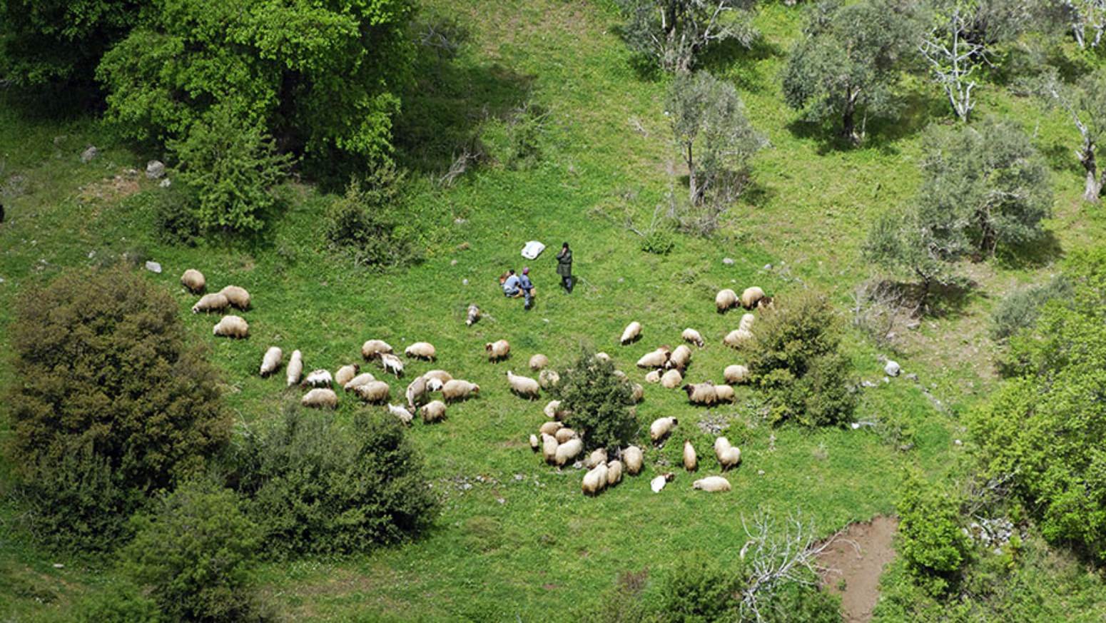 Farmers now teach sheep to follow a drone