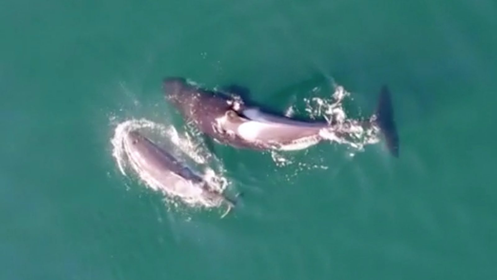 Drone footage helps scientists study killer whale behavior