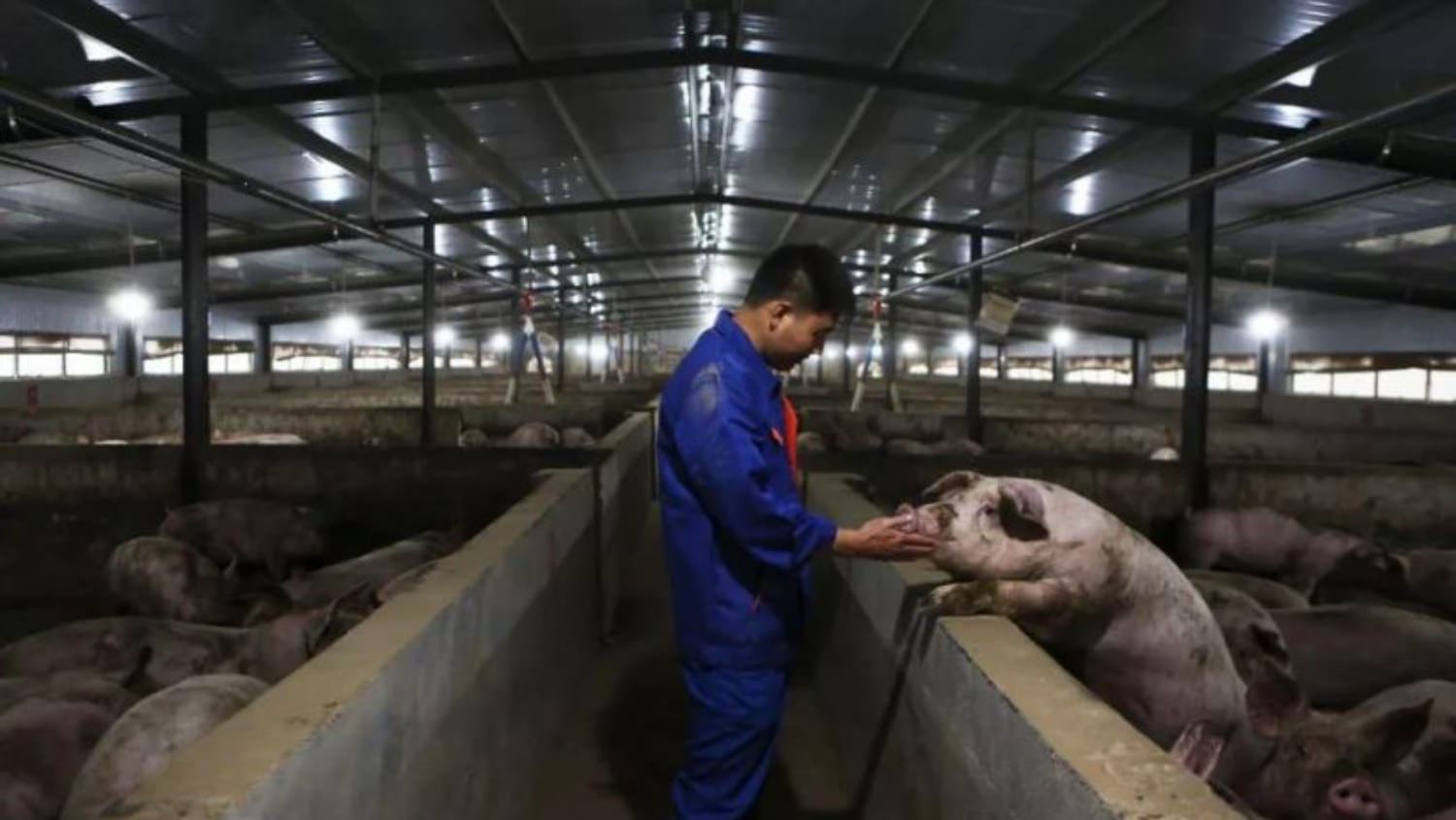 Chinese gangsters use drones to spread African swine fever