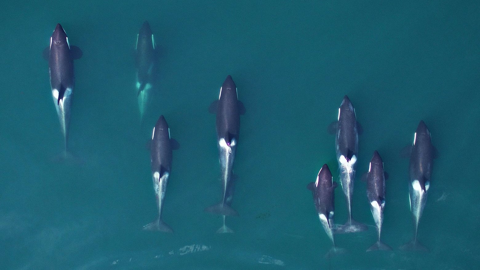 Research with drones shows that Northwest killer whales are shrinking
