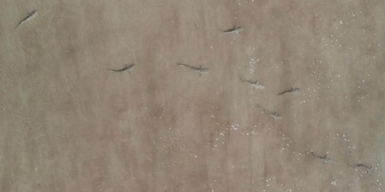drone capture shark beach