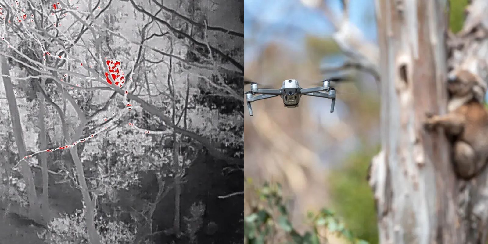 drones thermal camera koala