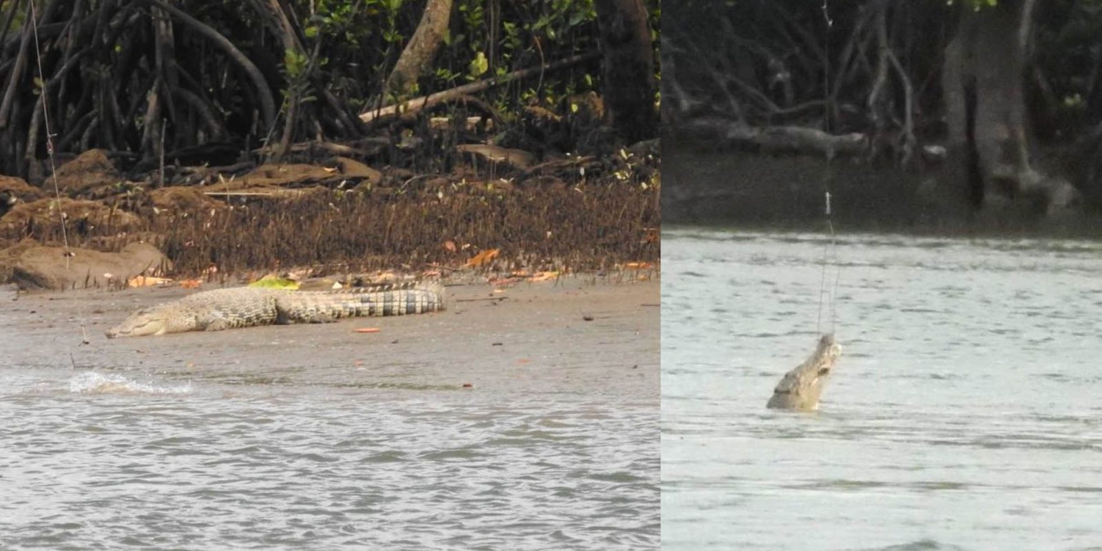 Drones catch crocodiles Australia