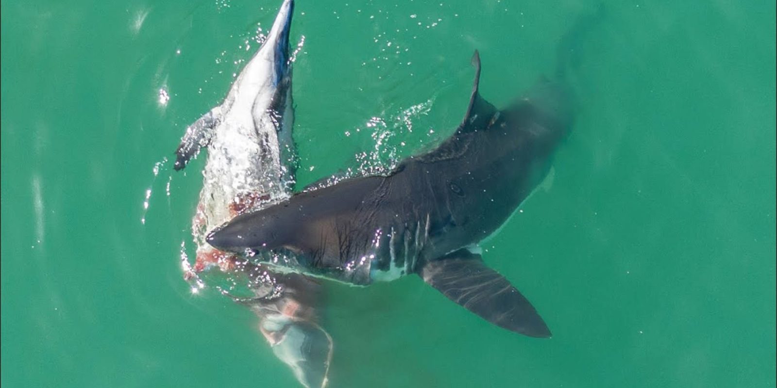 shark drone dead dolphin