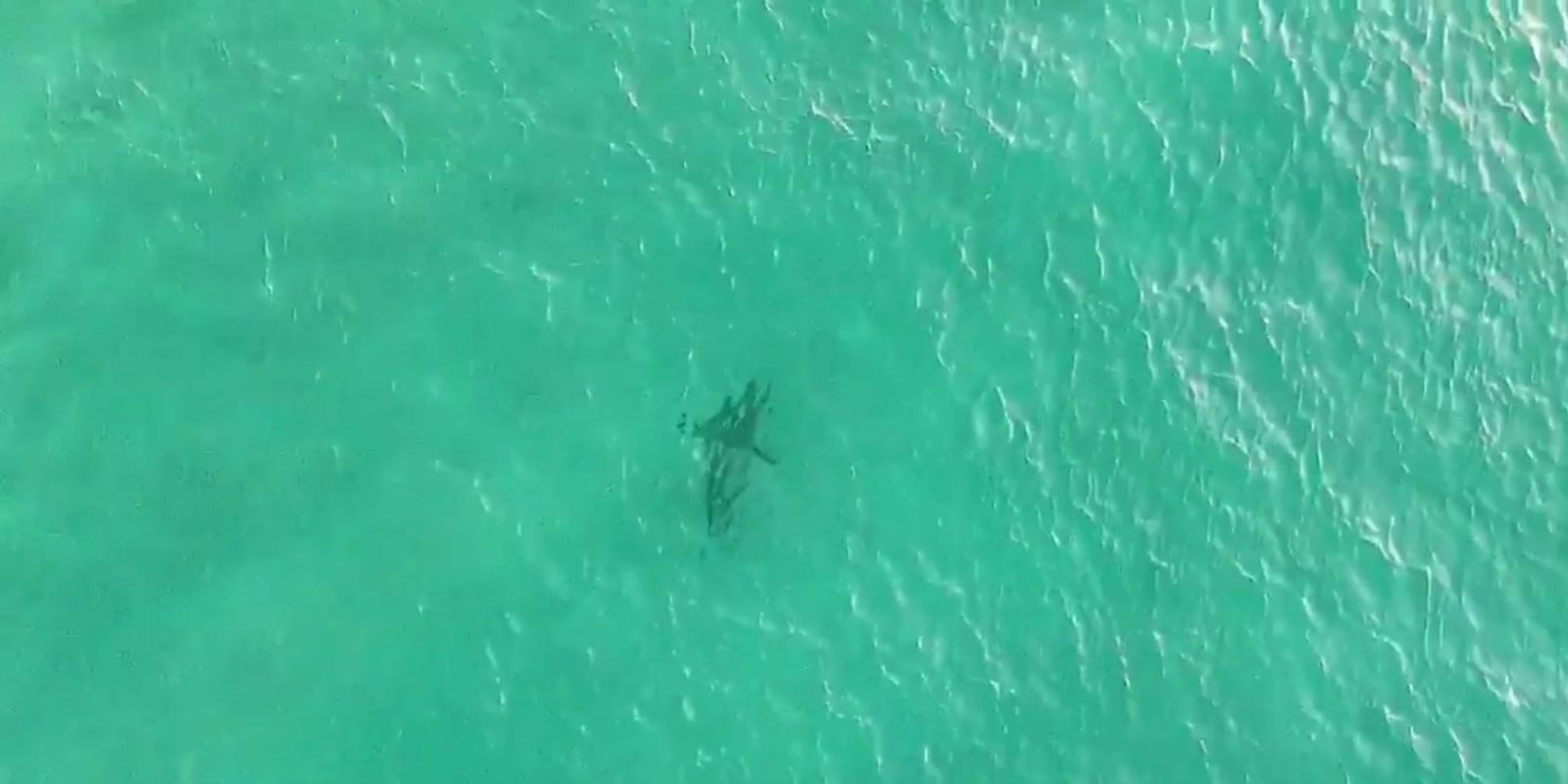Drone Shark Bondi Beach
