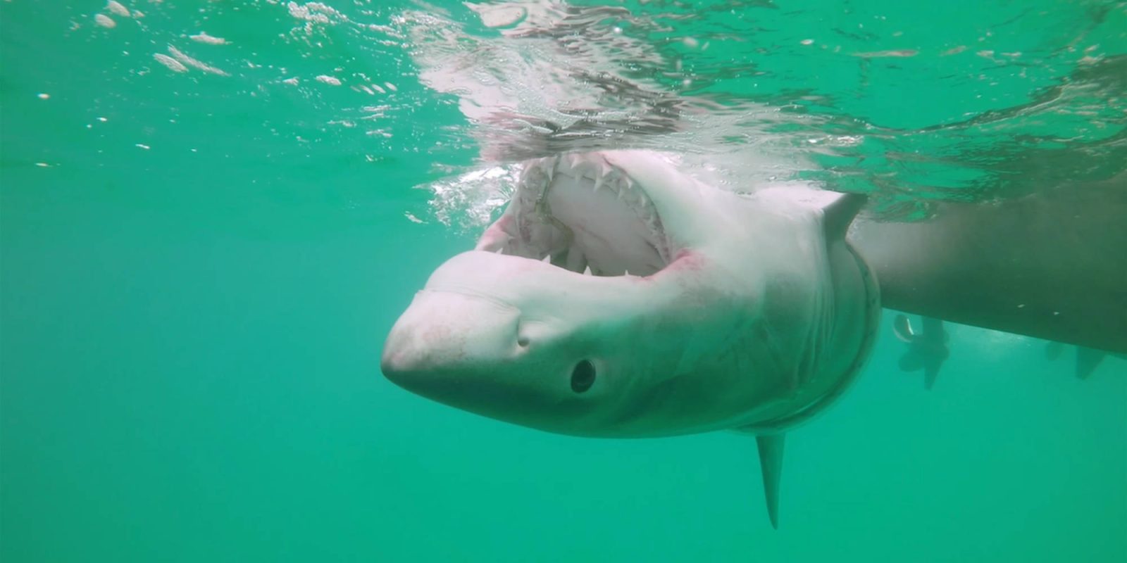 NSW shark-spotting drones