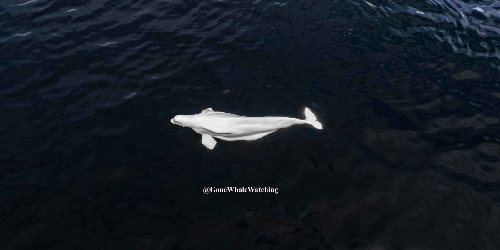 drone Beluga Whale California