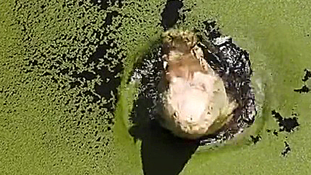 Crocodile lunges at drone