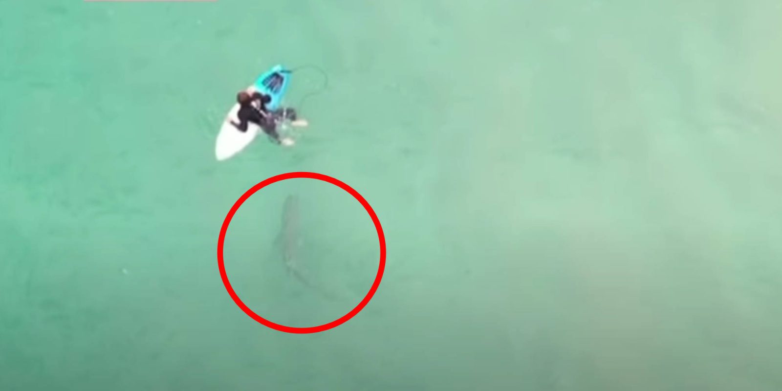 Drone surfer shark