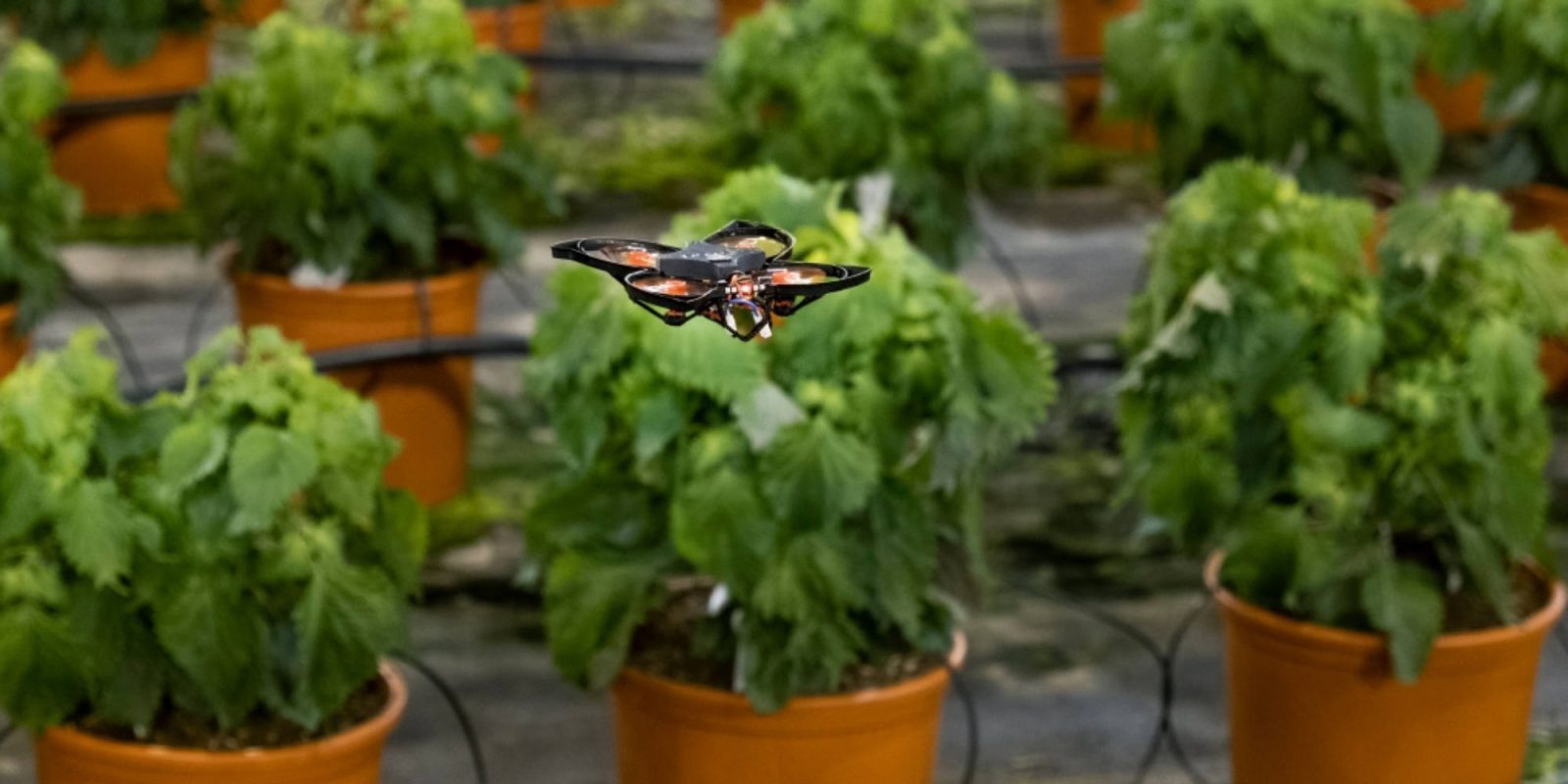 Drones crops moths