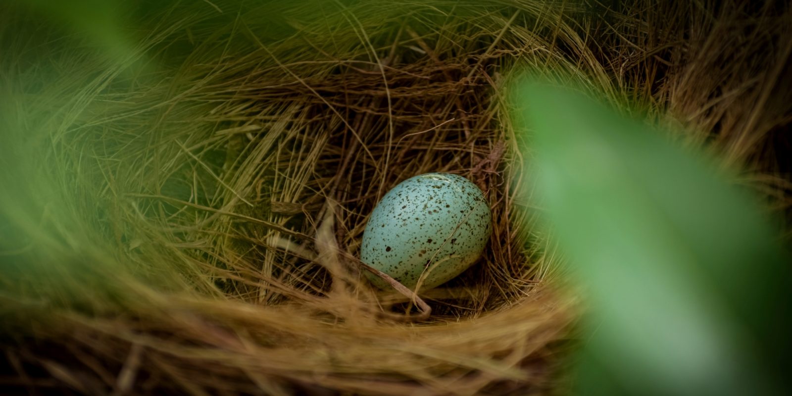 bird egg oiling drone