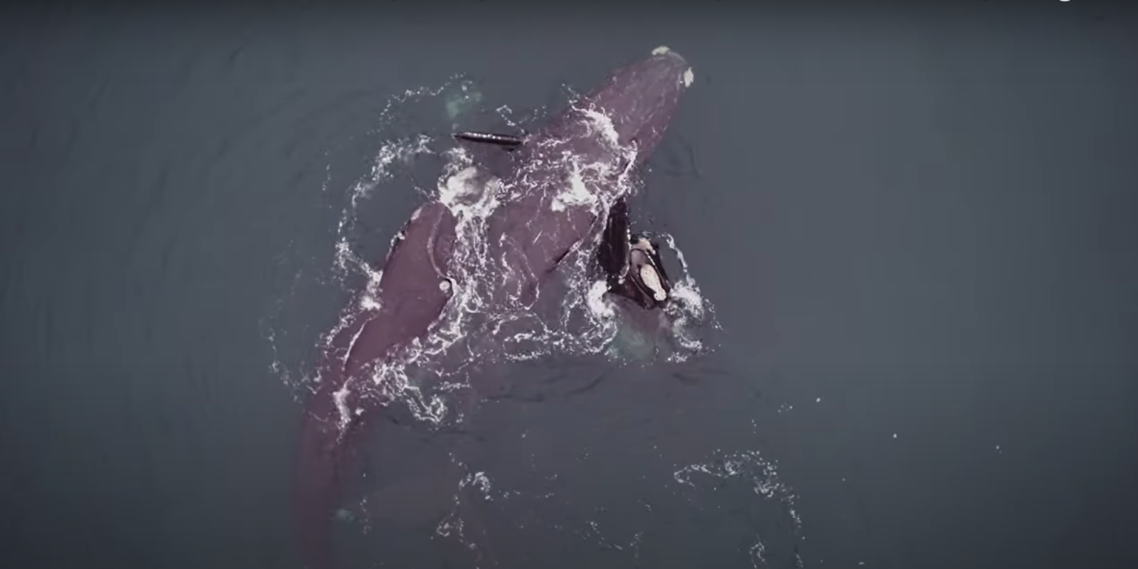 whales hugging drone video