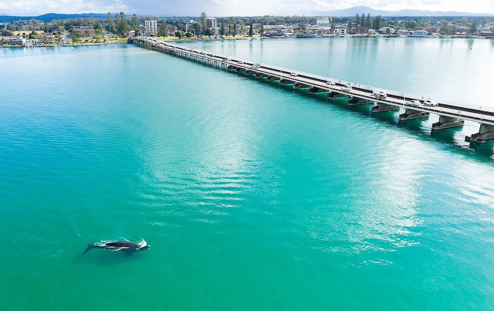 australia lake whale