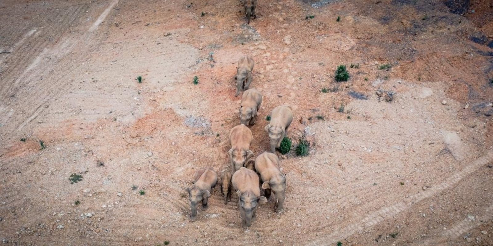china wild elephants