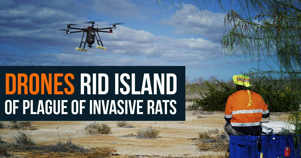 drones eradication invasive rats