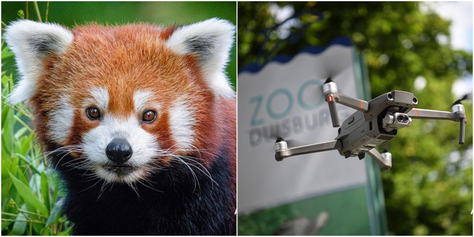 red panda thermal drone