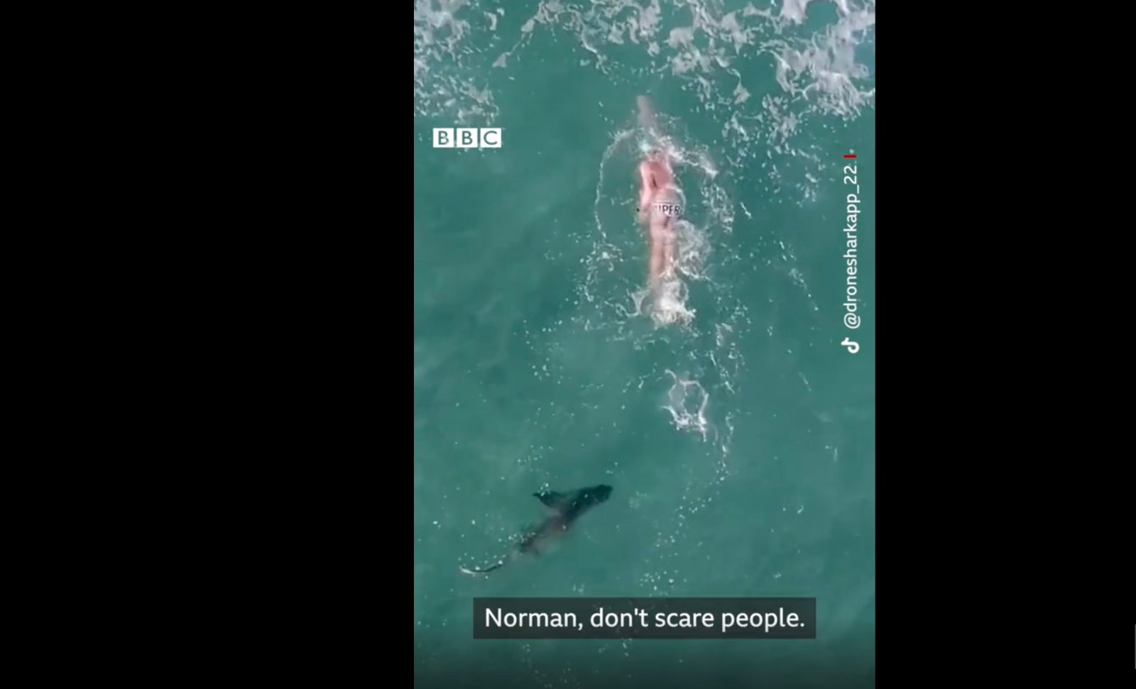 drone video sharks