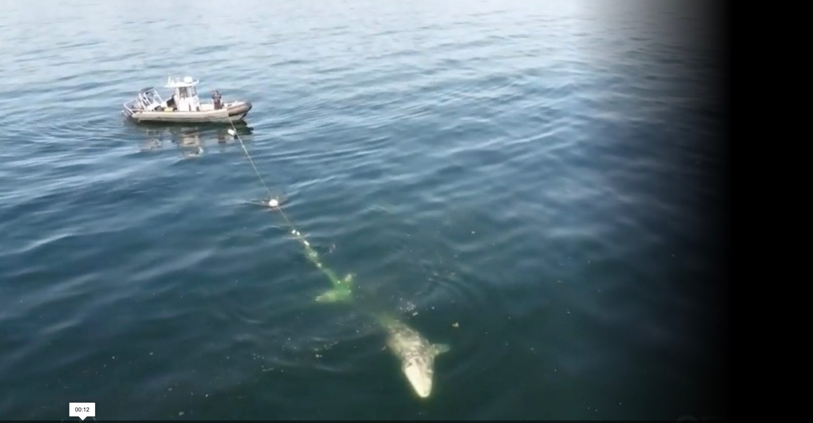 drone video gray whale