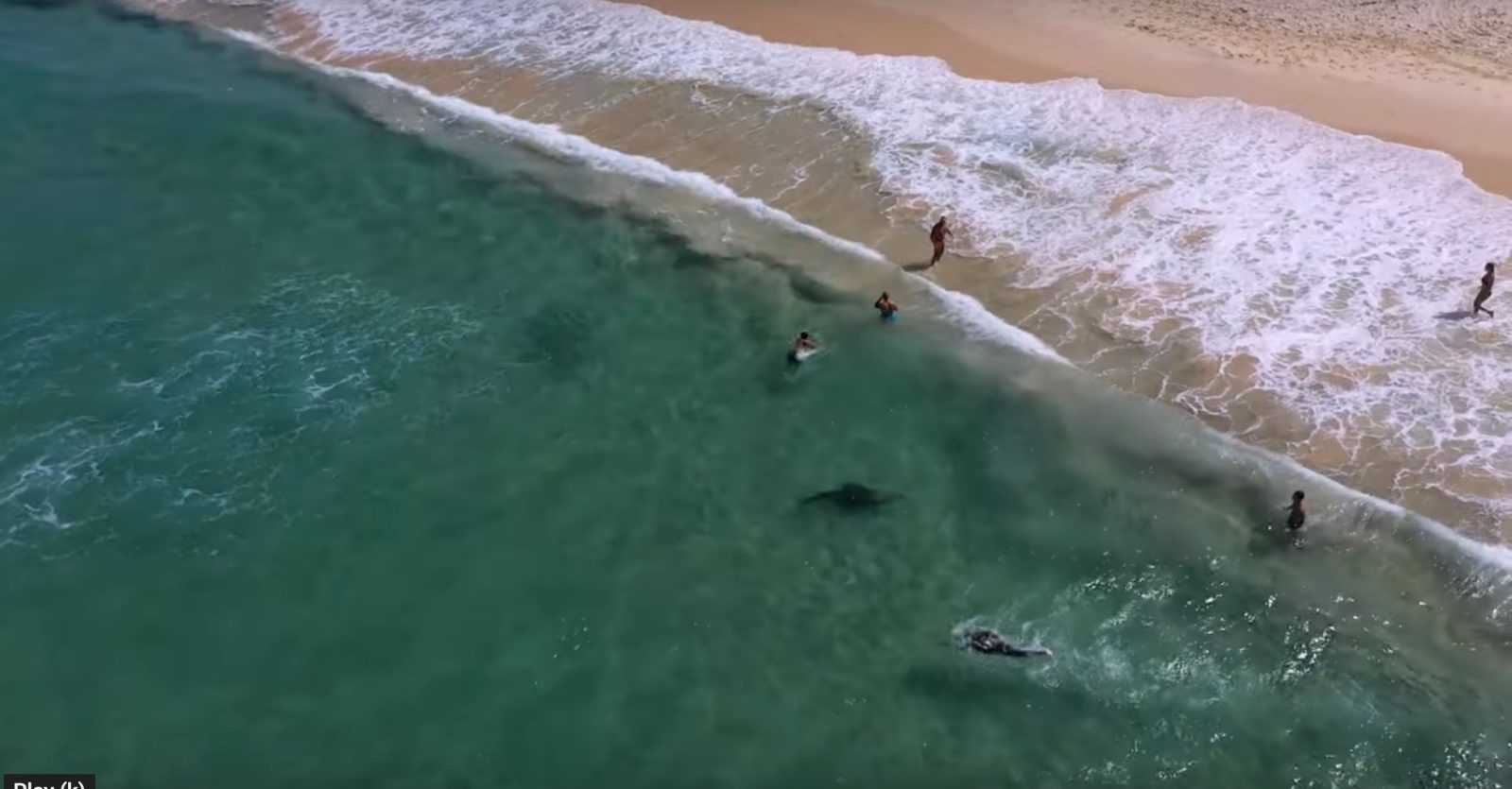 drone video seal