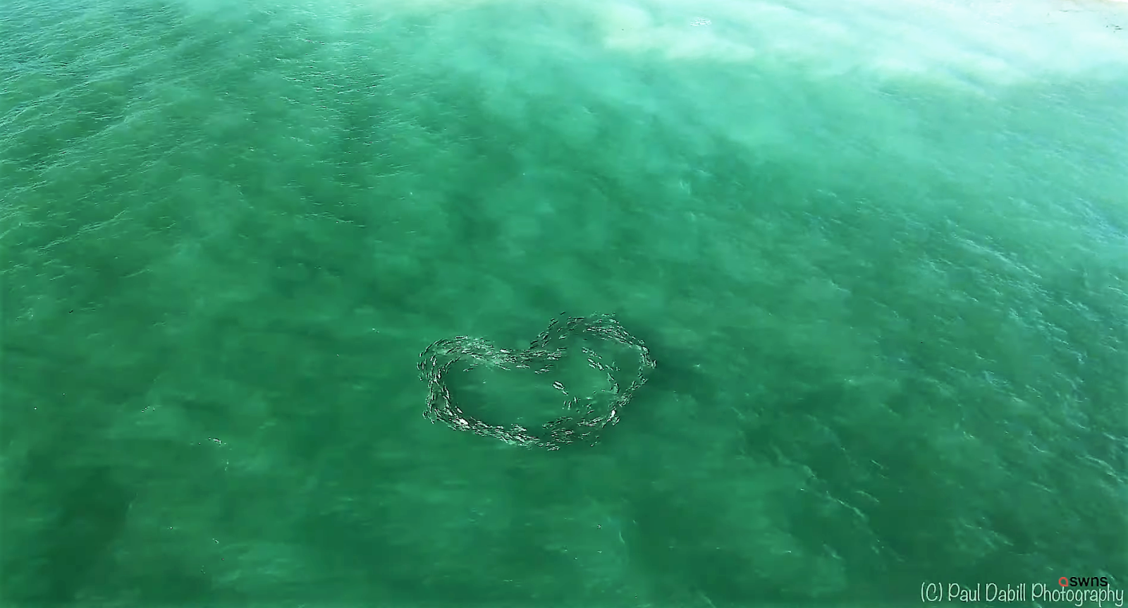 crevalle jack fish heart drone video