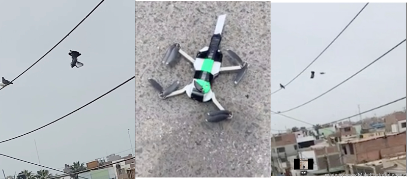 drone video pigeon