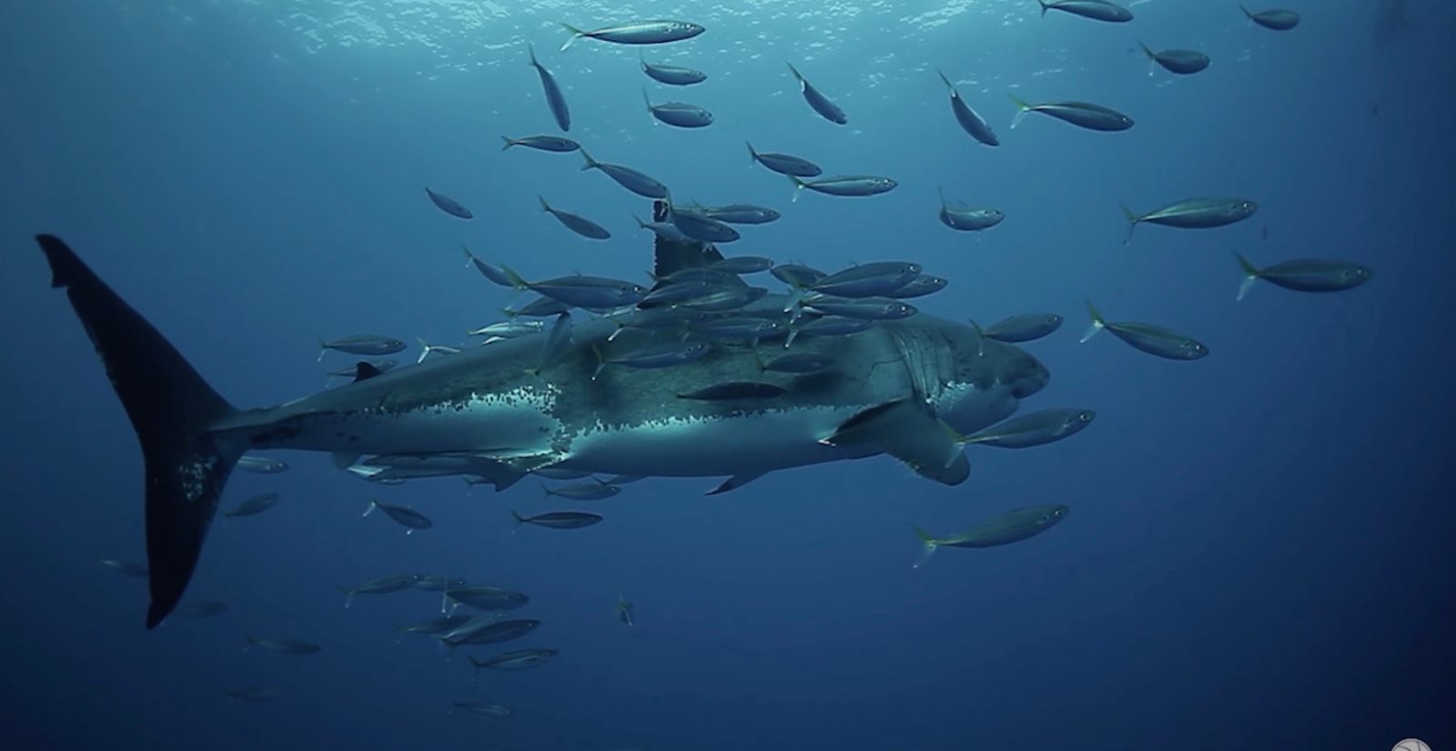 submarine drone video sharks
