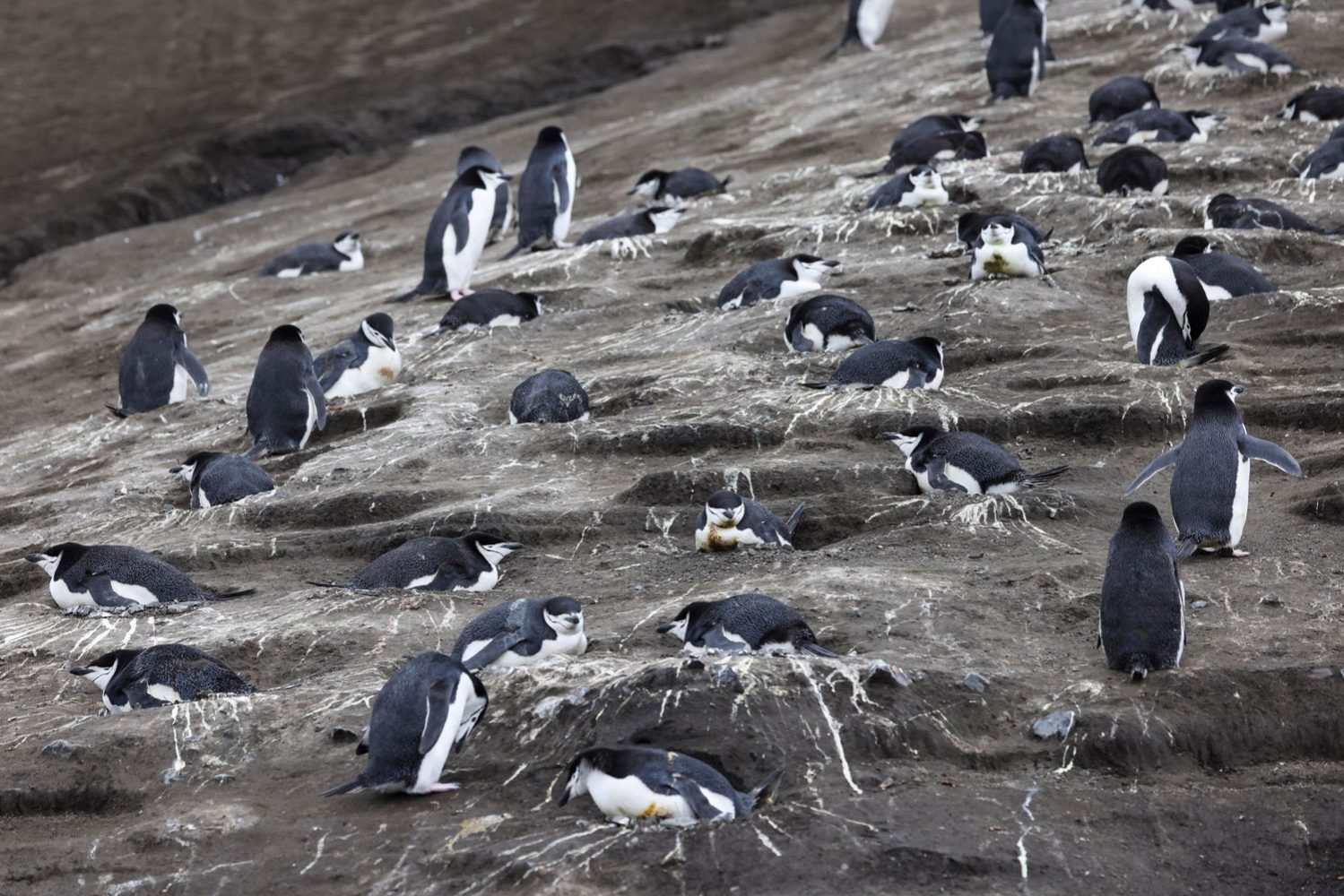Royal Navy drones penguins