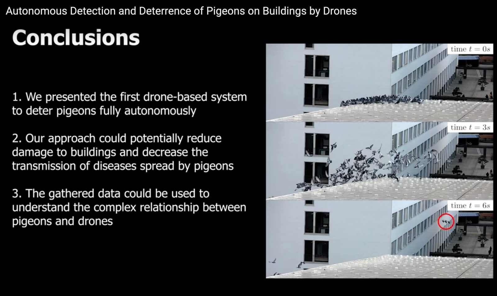drone pigeons